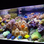 coraldeco