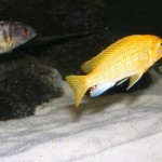 dscf100126