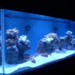 reefsandeco